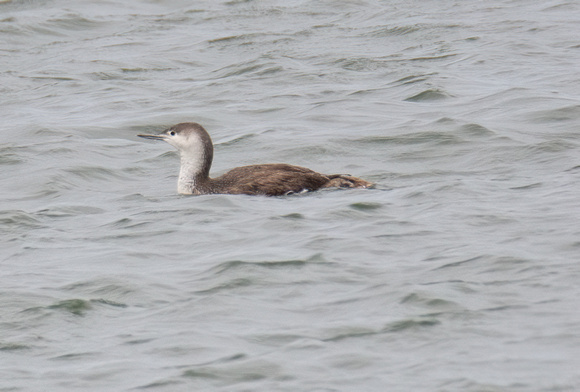 Red-throated Loon - Gavia stellata