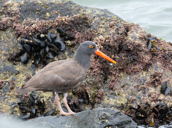 Black Oystercatcher - Haematopus bachmani