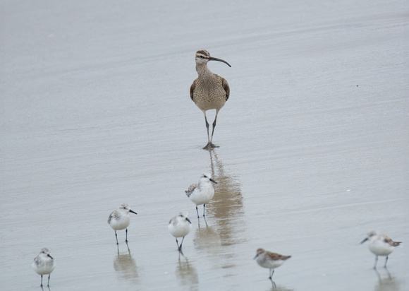 Whimbrel - Numenius phaeopus