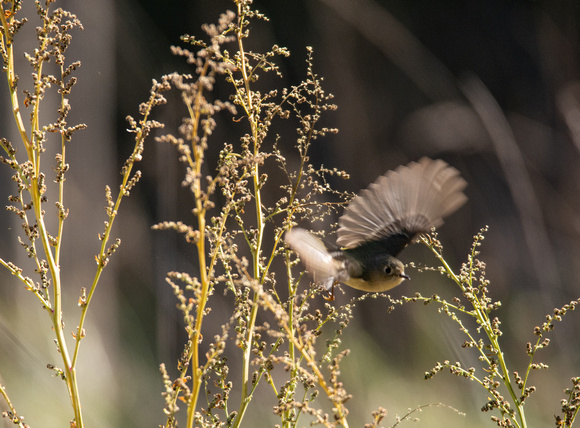 Ruby-crowned Kinglet - Regulus calendula