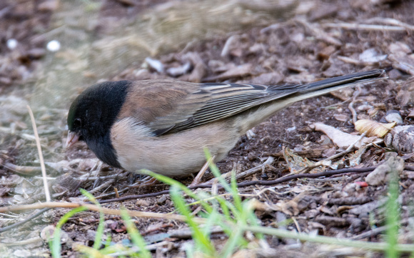 Dark-eyed Junco - Junco hyemalis