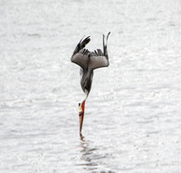 Brown Pelican - Pelecanus occidentalis