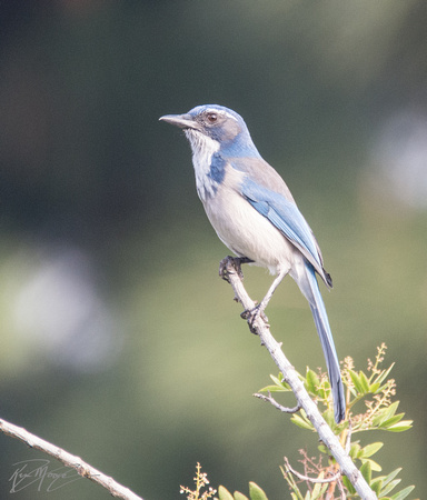 California Scrub Jay - Aphelocoma californica