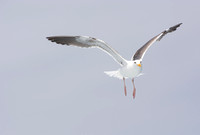 Western Gull - Larus occidentalis