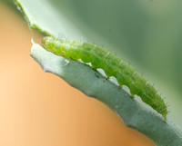 Diamondback moth - Plutella sp. (xylostella?)