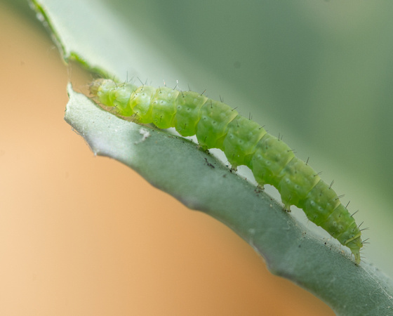 Diamondback moth - Plutella sp. (xylostella?)