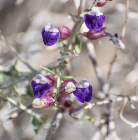Paper Bag Bush - Salazaria mexicana