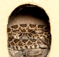 Southern Pacific Rattlesnake - Crotalus oreganus helleri