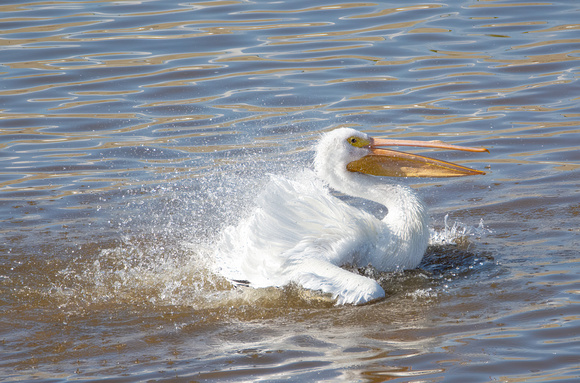 American White Pelican - Pelecanus erythrorhynchos