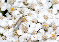 Damsel bug - Nabis sp.