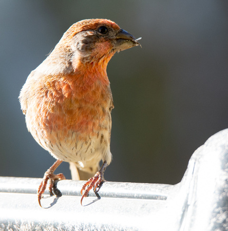 House Finch - Carpodacus mexicanus