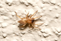 Leafcurling sac spider - Clubiona sp.