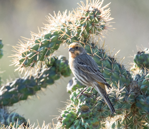 House Finch - Carpodacus mexicanus