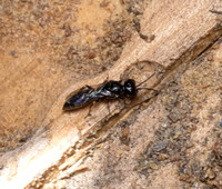 Picket-boring Aphid Wasp - Passaloecus sp.