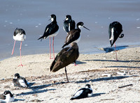 Black-necked Stilt - Himantopus mexicanus, White-faced Ibis - Plegadis chihi