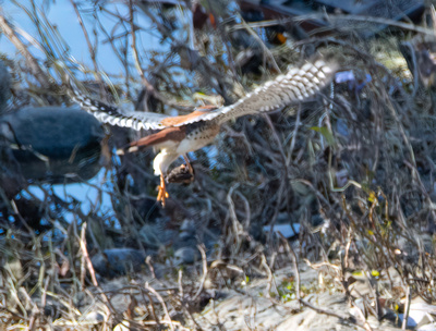 American Kestrel - Falco sparverius carrying a Bat