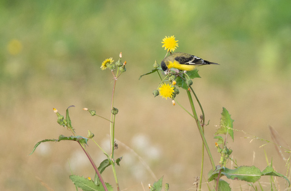 Lesser Goldfinch - Carduelis psaltria