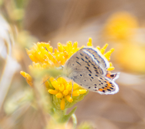 Acmon blue - Icaricia acmon