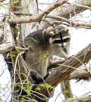 Raccoon - Procyon lotor