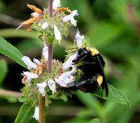 Crotch's Bumble Bee - Bombus crotchii