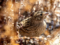 Chestnut-collared Longspur - Calcarius ornatus