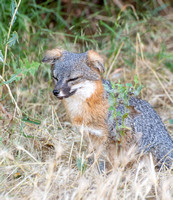 Santa Cruz Island Fox - Urocyon littoralis santacruzae