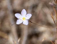 Flax-flowered Linanthus - Leptosiphon liniflorus