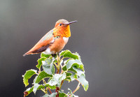 Allen's Hummingbird - Selasphorus sasin