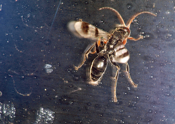 Spider wasp 3 - Dipogon calipterus