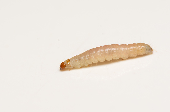 Indian-Meal Moth - Plodia interpunctella
