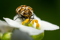 Carpet beetle - Anthrenus verbasci