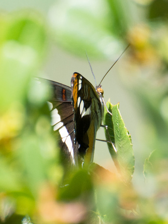 California sister - Adelpha californica