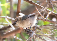 Bushtit - Psaltriparus minimus