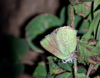 Bramble hairstreak - Callophrys perplexa