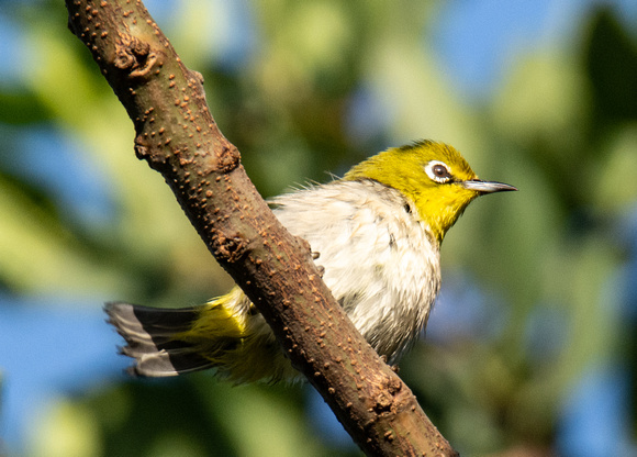 Swinhoe's White-Eye - Zosterops simplex