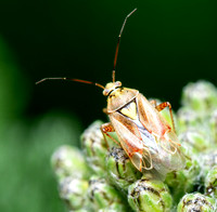 Western Tarnished Plant Bug - Lygus hesperus