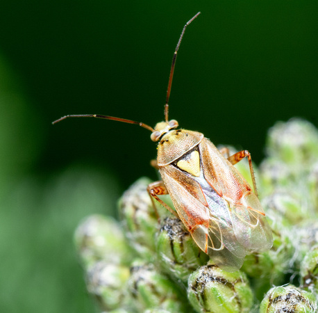 Western Tarnished Plant Bug - Lygus hesperus