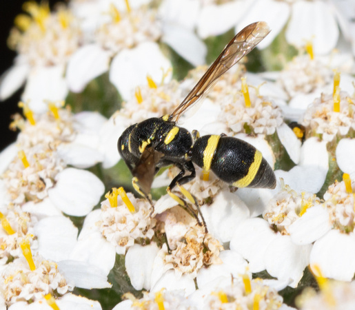 Mason wasp - Parancistrocerus declivatus