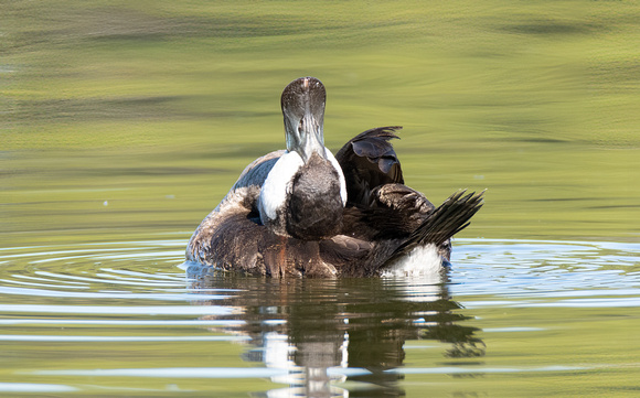 Ruddy Duck - Oxyura jamaicensis