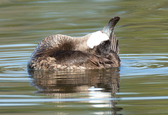 Ruddy Duck - Oxyura jamaicensis