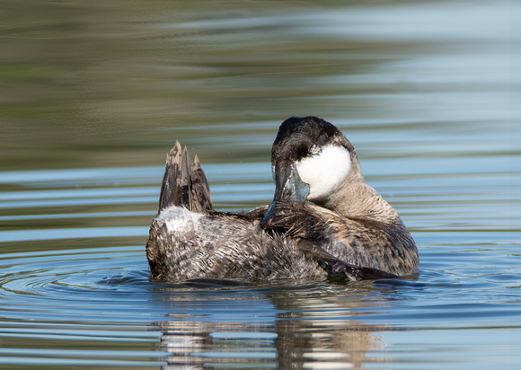 Ruddy Duck - Oxyura jamaicensis