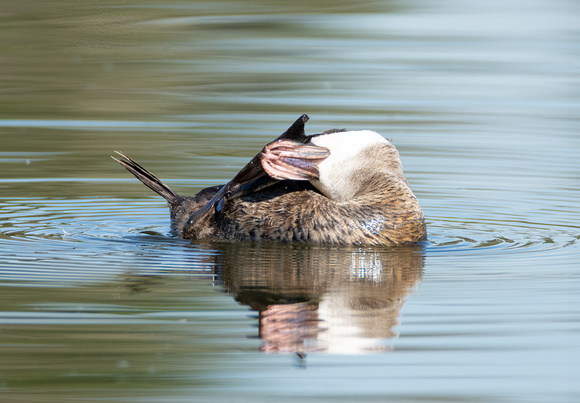 Ruddy Duck - Oxyura jamaicensis