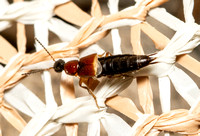 Rove beetle -  Philonthus sp.