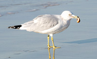 Ring-billed Gull -  Larus delawarensis