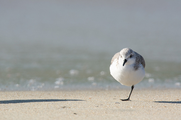 Sanderling - Calidris alba