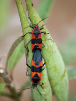 Large milkweed bug -Oncopeltus fasciatus