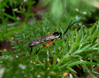 Hoverfly parasitoid wasp - Woldstedtius sp.