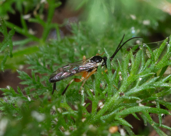 Hoverfly parasitoid wasp - Woldstedtius sp.