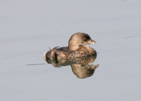 Pied-billed Grebe - Podilymbus podiceps