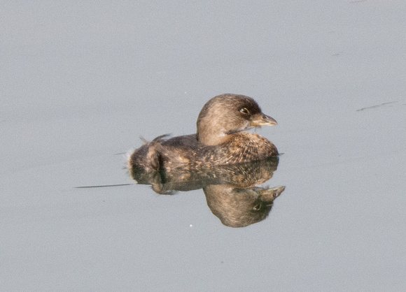 Pied-billed Grebe - Podilymbus podiceps